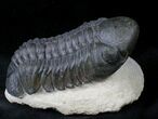 Large Reedops Trilobite - Great Preservation #19813-3